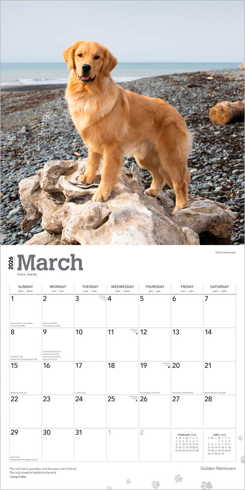 Golden Retrievers | 2026 12 x 24 Inch (Hanging) Monthly Square Wall Calendar | Foil Stamped Cover