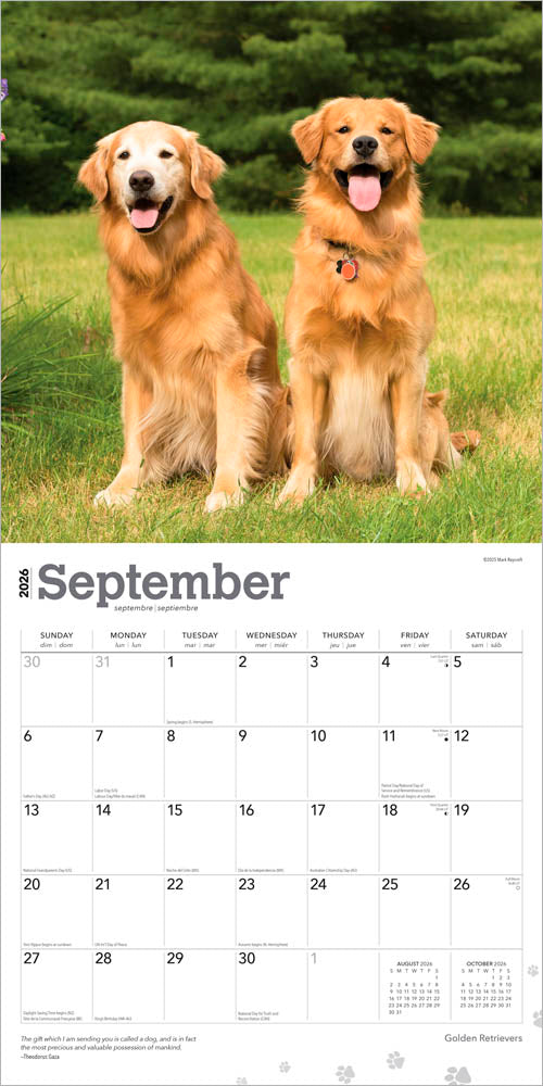 Golden Retrievers | 2026 12 x 24 Inch (Hanging) Monthly Square Wall Calendar | Foil Stamped Cover
