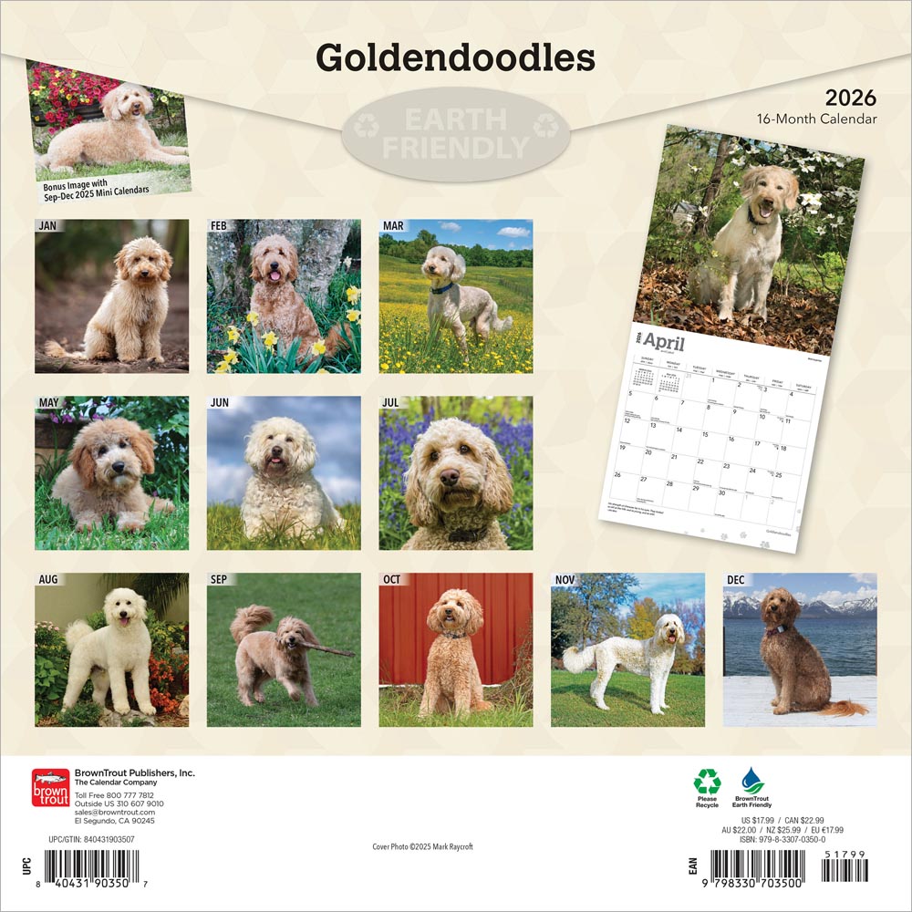 Goldendoodles | 2026 12 x 24 Inch (Hanging) Monthly Square Wall Calendar