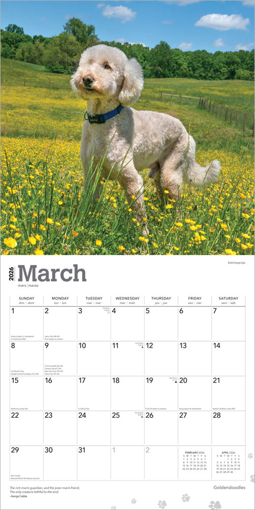 Goldendoodles | 2026 12 x 24 Inch (Hanging) Monthly Square Wall Calendar