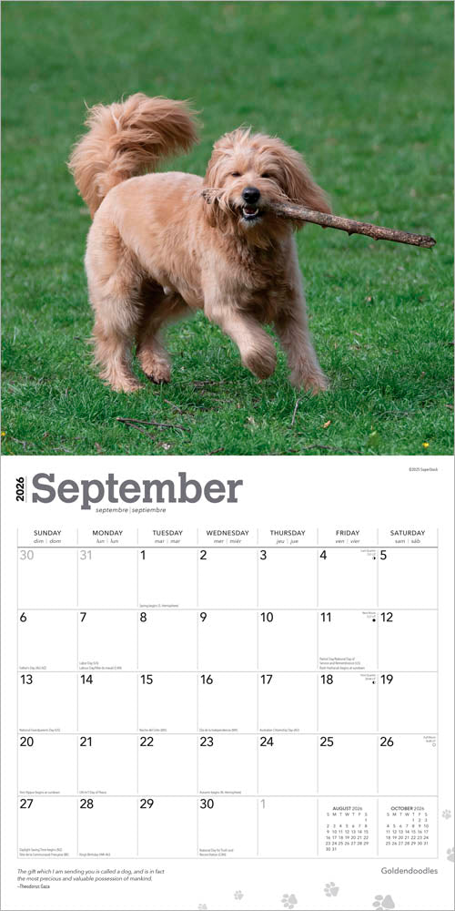 Goldendoodles | 2026 12 x 24 Inch (Hanging) Monthly Square Wall Calendar