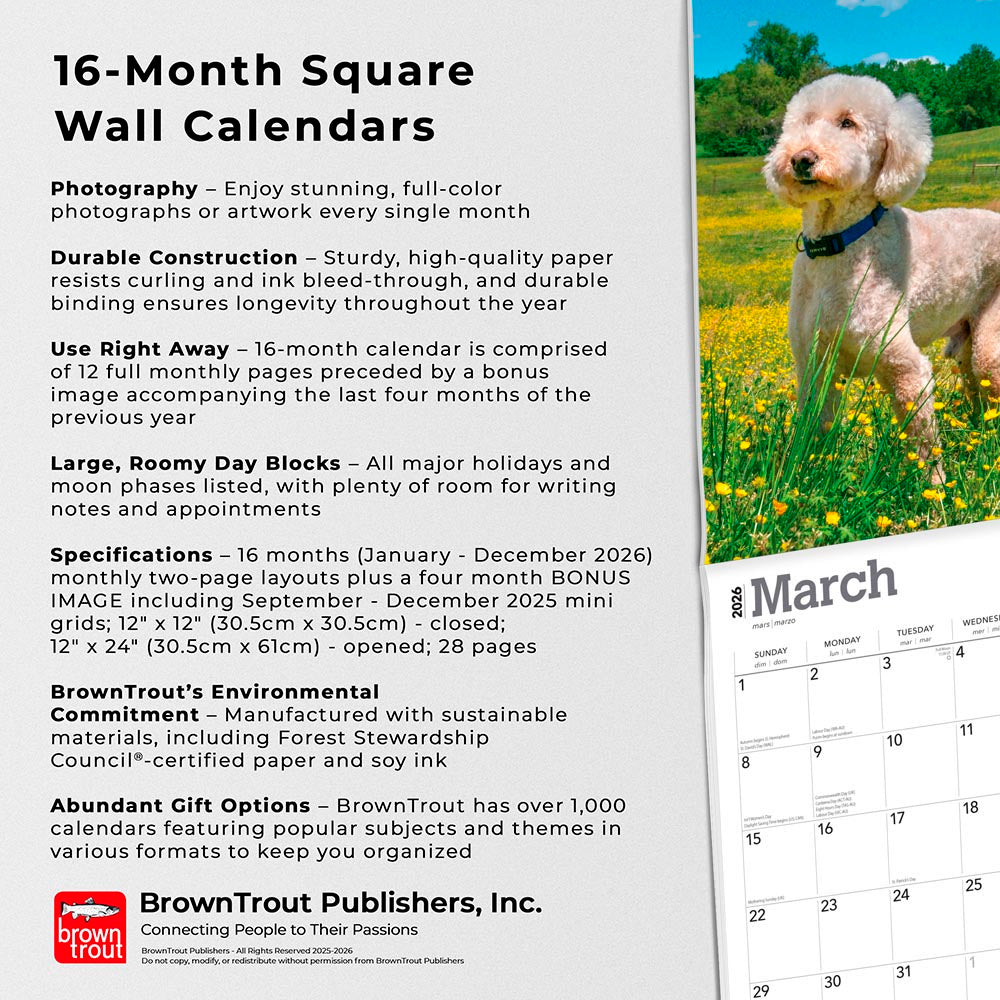 Goldendoodles | 2026 12 x 24 Inch (Hanging) Monthly Square Wall Calendar