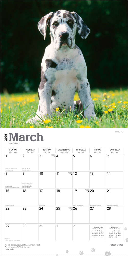 Great Danes | 2026 12 x 24 Inch (Hanging) Monthly Square Wall Calendar