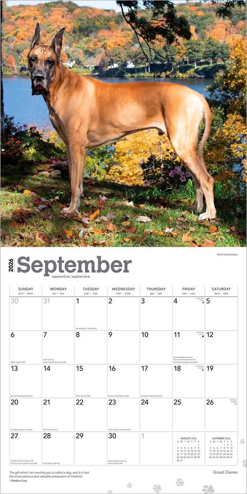 Great Danes | 2026 12 x 24 Inch (Hanging) Monthly Square Wall Calendar