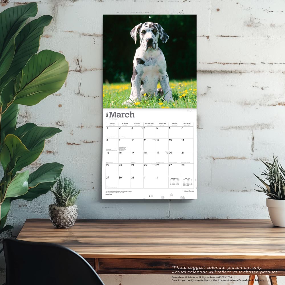 Great Danes | 2026 12 x 24 Inch (Hanging) Monthly Square Wall Calendar