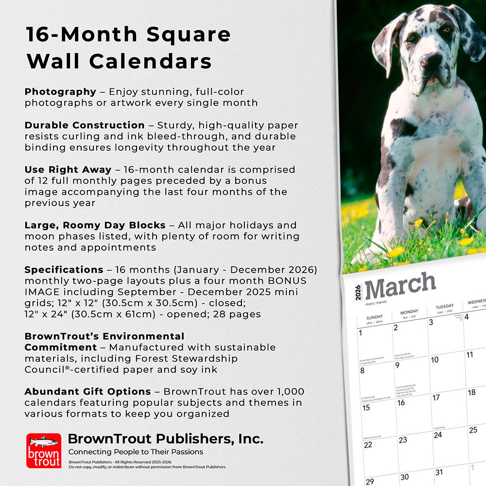 Great Danes | 2026 12 x 24 Inch (Hanging) Monthly Square Wall Calendar