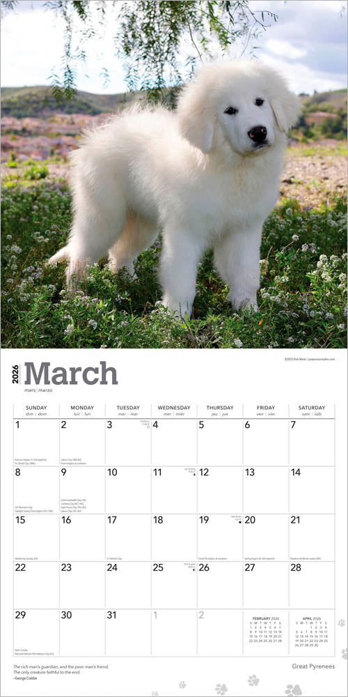 Great Pyrenees | 2026 12 x 24 Inch (Hanging) Monthly Square Wall Calendar