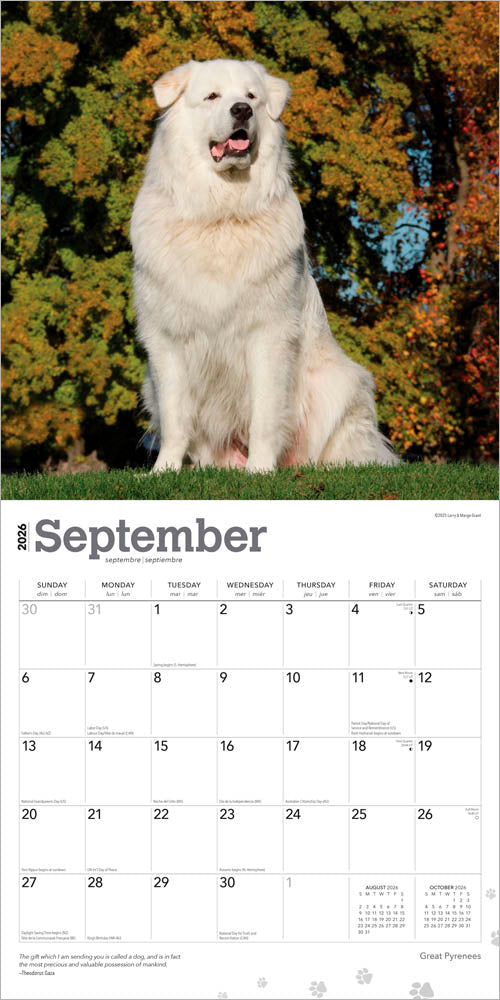 Great Pyrenees | 2026 12 x 24 Inch (Hanging) Monthly Square Wall Calendar