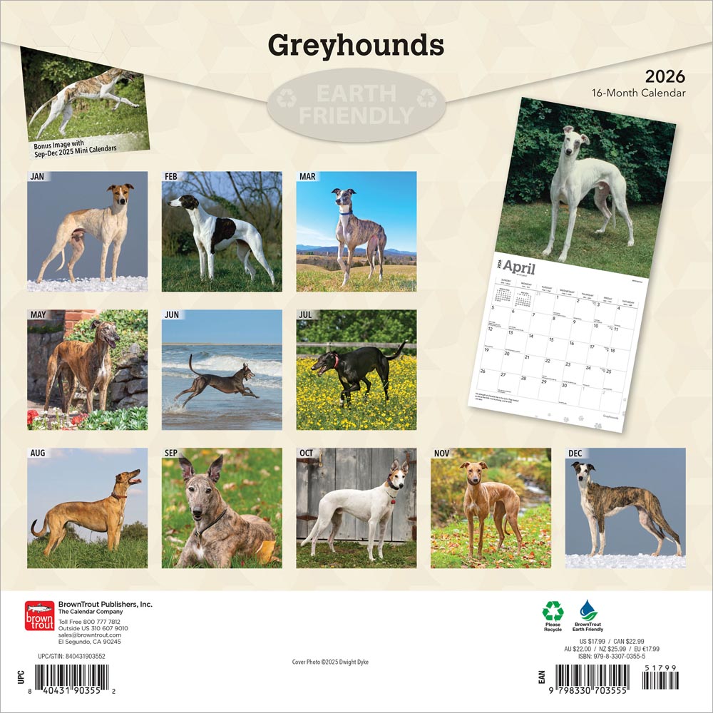 Greyhounds | 2026 12 x 24 Inch (Hanging) Monthly Square Wall Calendar