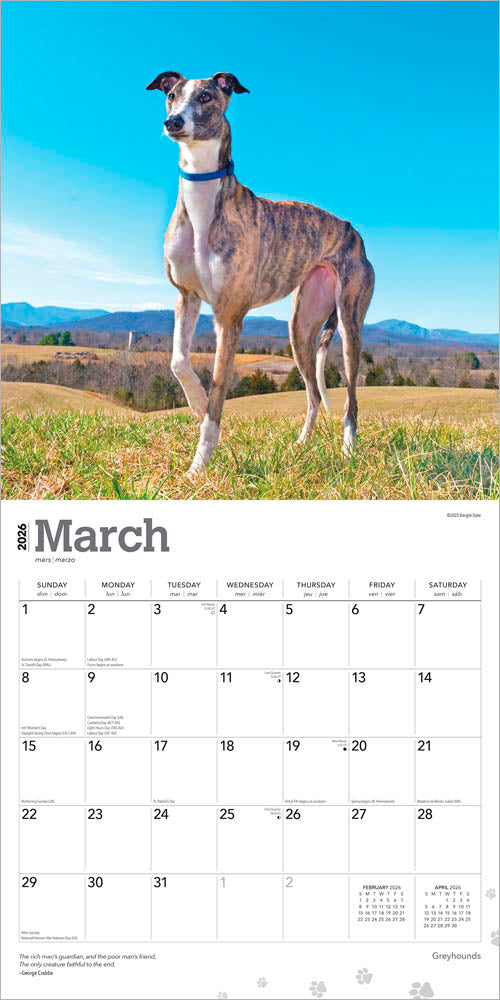 Greyhounds | 2026 12 x 24 Inch (Hanging) Monthly Square Wall Calendar