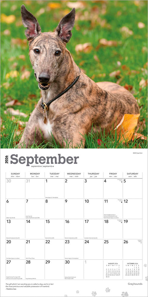 Greyhounds | 2026 12 x 24 Inch (Hanging) Monthly Square Wall Calendar