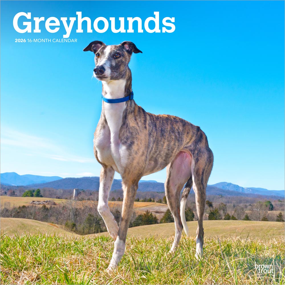 Greyhounds | 2026 12 x 24 Inch (Hanging) Monthly Square Wall Calendar