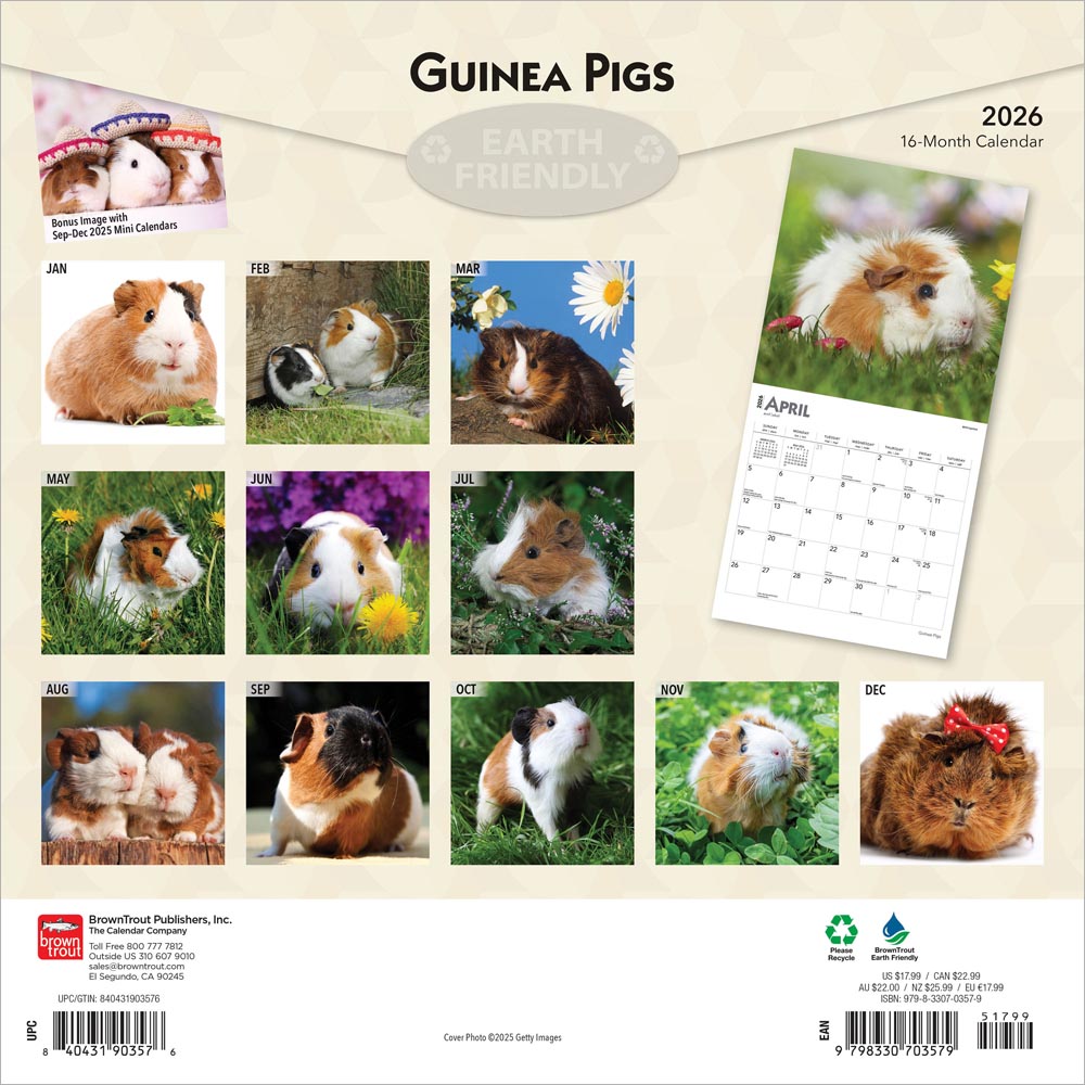 Guinea Pigs | 2026 12 x 24 Inch (Hanging) Monthly Square Wall Calendar
