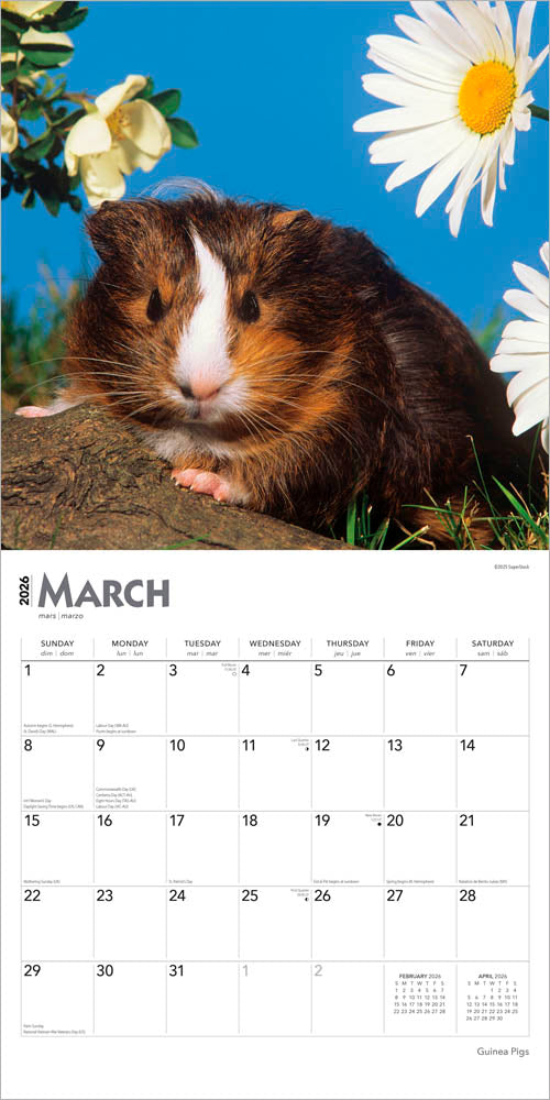 Guinea Pigs | 2026 12 x 24 Inch (Hanging) Monthly Square Wall Calendar