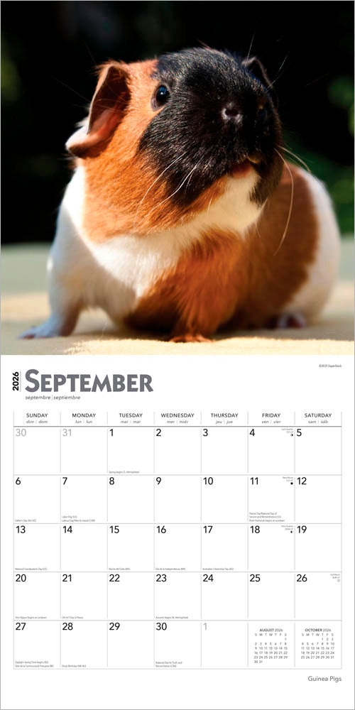 Guinea Pigs | 2026 12 x 24 Inch (Hanging) Monthly Square Wall Calendar