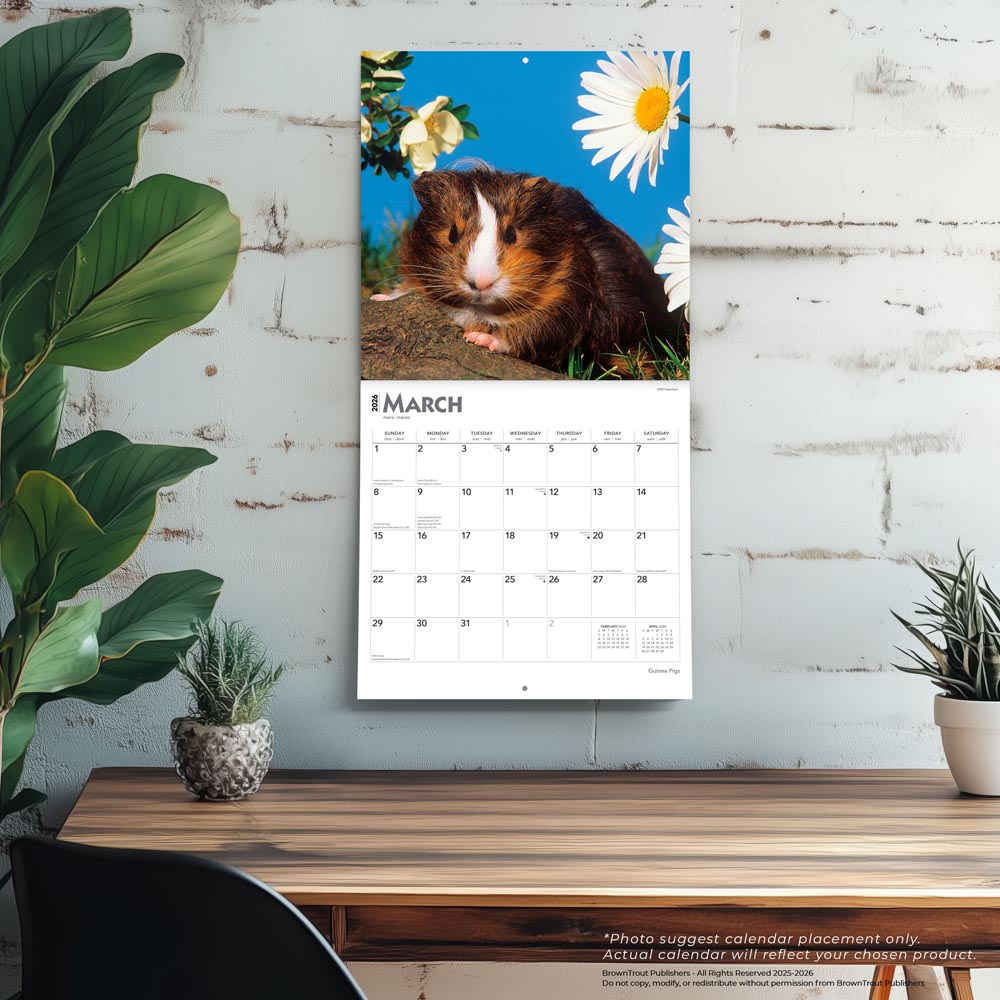 Guinea Pigs | 2026 12 x 24 Inch (Hanging) Monthly Square Wall Calendar