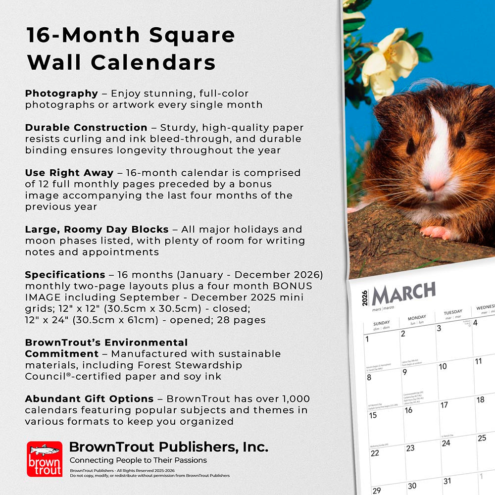 Guinea Pigs | 2026 12 x 24 Inch (Hanging) Monthly Square Wall Calendar