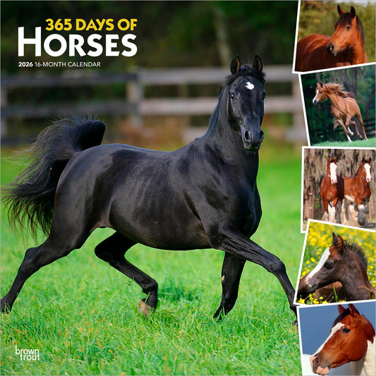 365 Days of Horses | 2026 12 x 24 Inch (Hanging) Monthly Square Wall Calendar