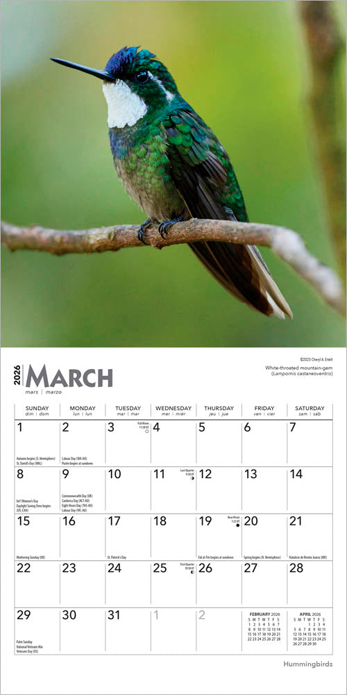 Hummingbirds | 2026 7 x 14 Inch (Hanging) Monthly Mini Wall Calendar