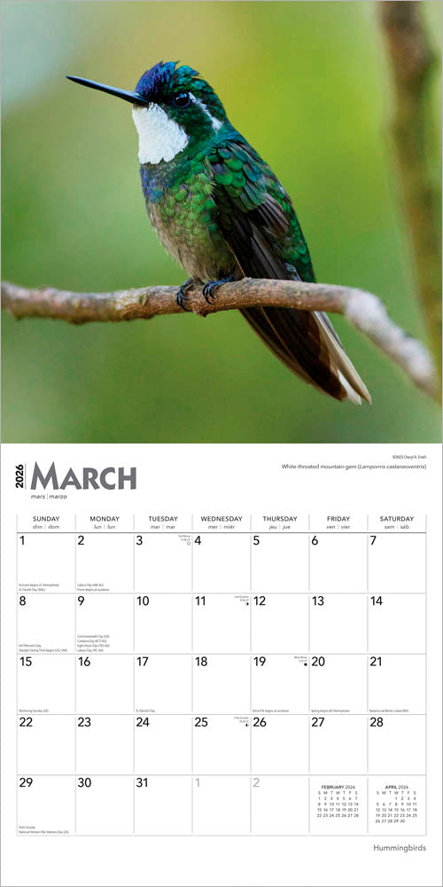 Hummingbirds | 2026 12 x 24 Inch (Hanging) Monthly Square Wall Calendar | Foil Stamped Cover