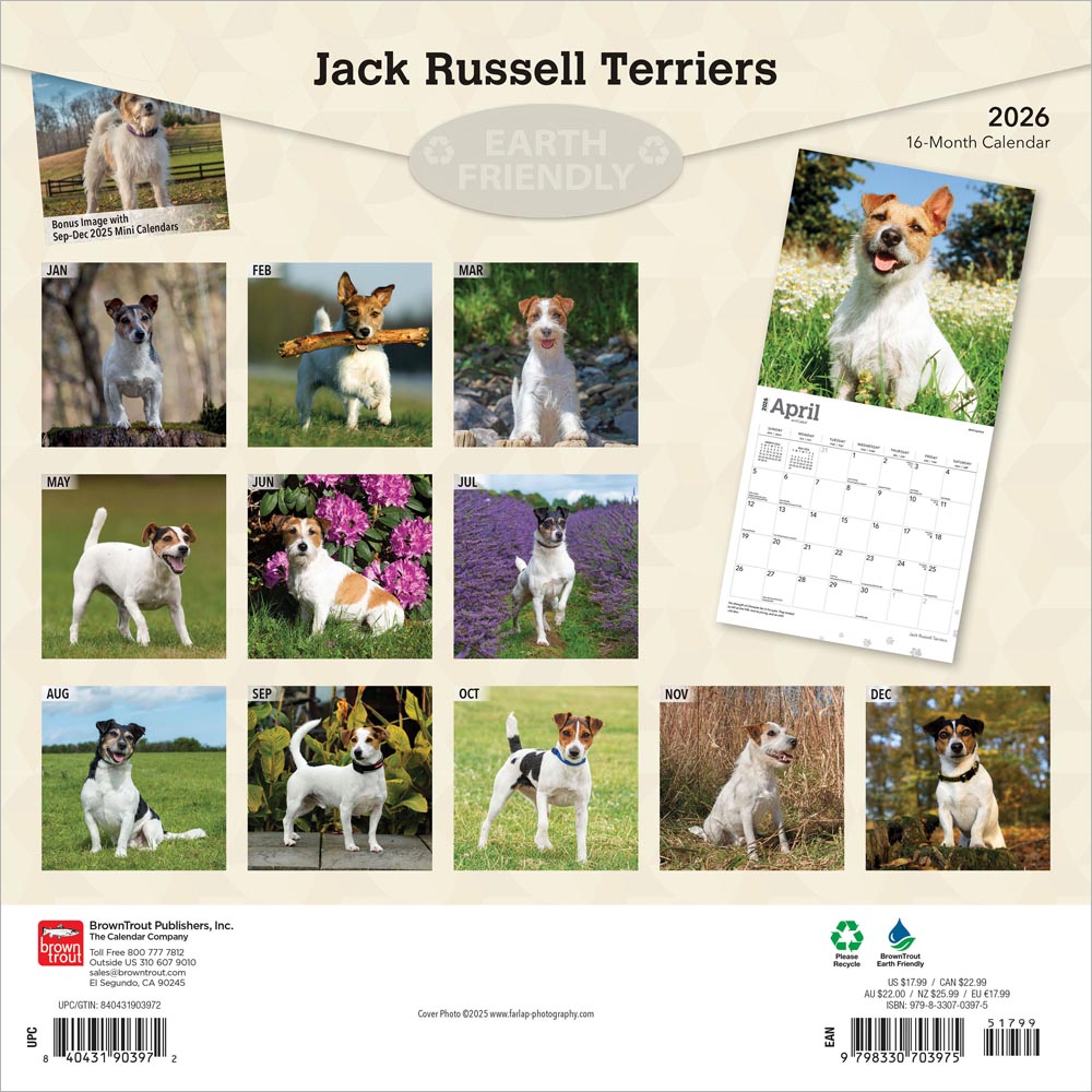 Jack Russell Terriers | 2026 12 x 24 Inch (Hanging) Monthly Square Wall Calendar