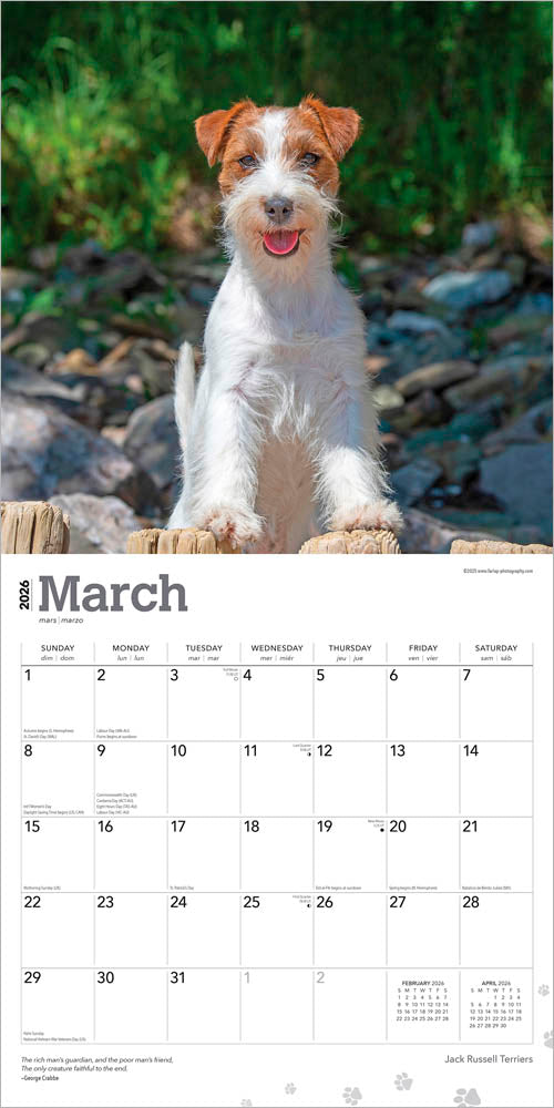 Jack Russell Terriers | 2026 12 x 24 Inch (Hanging) Monthly Square Wall Calendar
