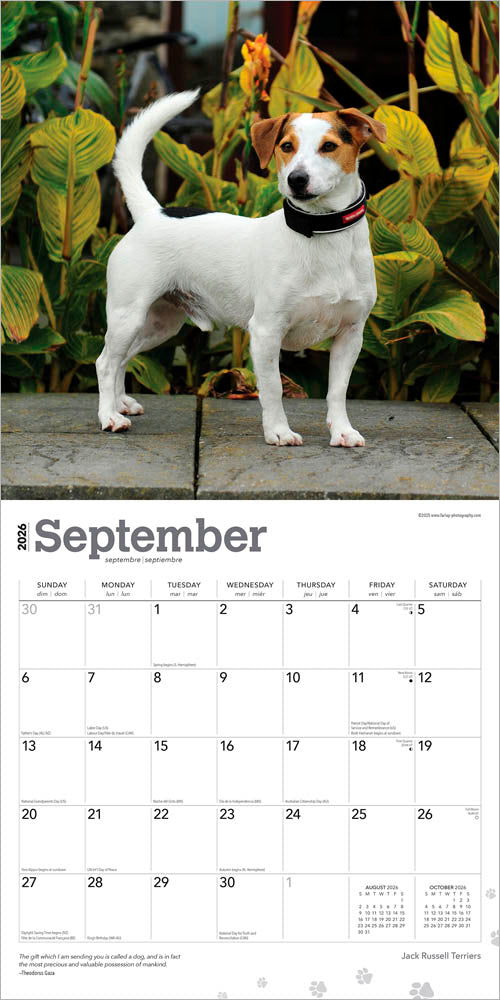 Jack Russell Terriers | 2026 12 x 24 Inch (Hanging) Monthly Square Wall Calendar