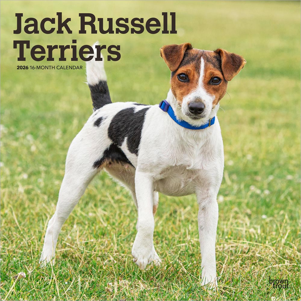 Jack Russell Terriers | 2026 12 x 24 Inch (Hanging) Monthly Square Wall Calendar