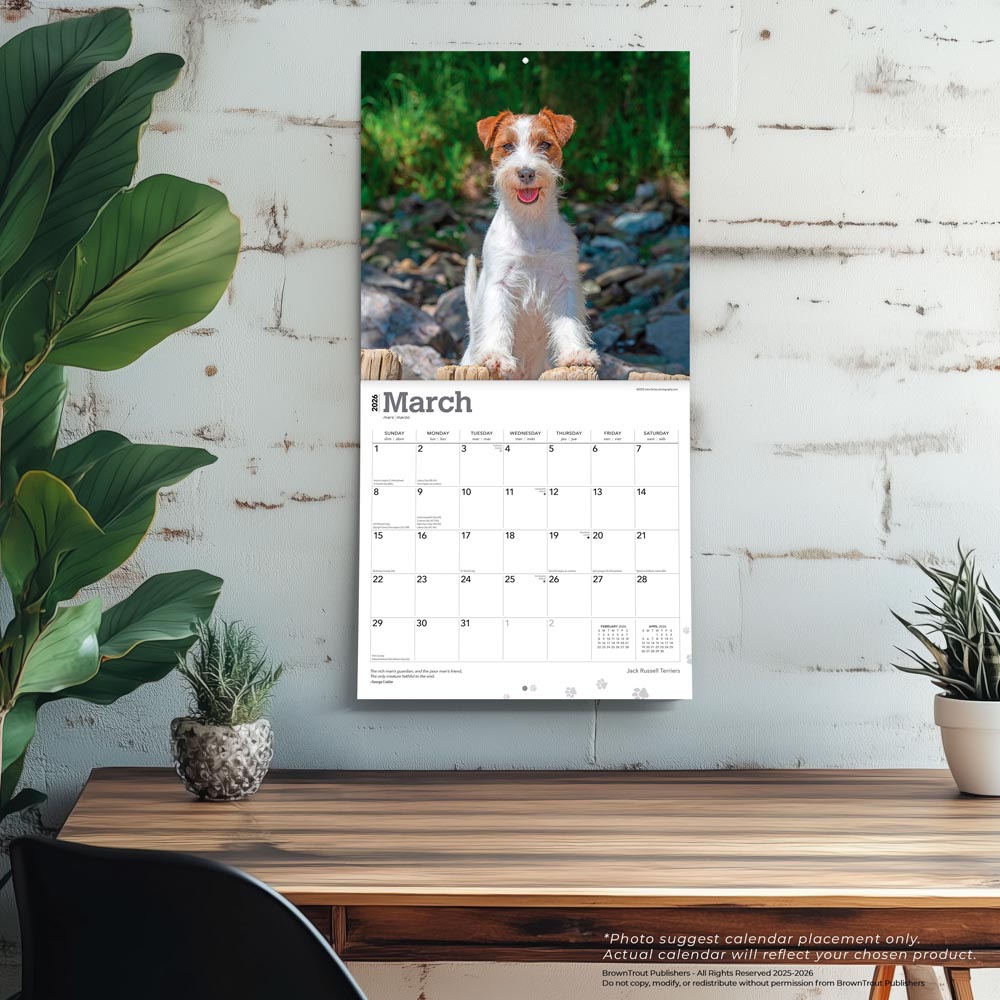 Jack Russell Terriers | 2026 12 x 24 Inch (Hanging) Monthly Square Wall Calendar
