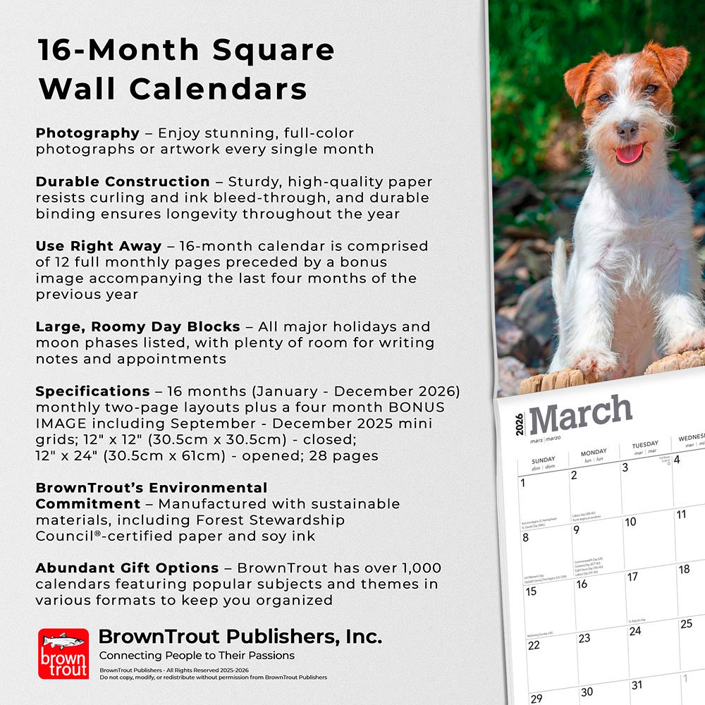 Jack Russell Terriers | 2026 12 x 24 Inch (Hanging) Monthly Square Wall Calendar