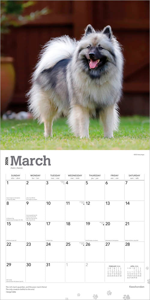 Keeshonden | 2026 12 x 24 Inch (Hanging) Monthly Square Wall Calendar