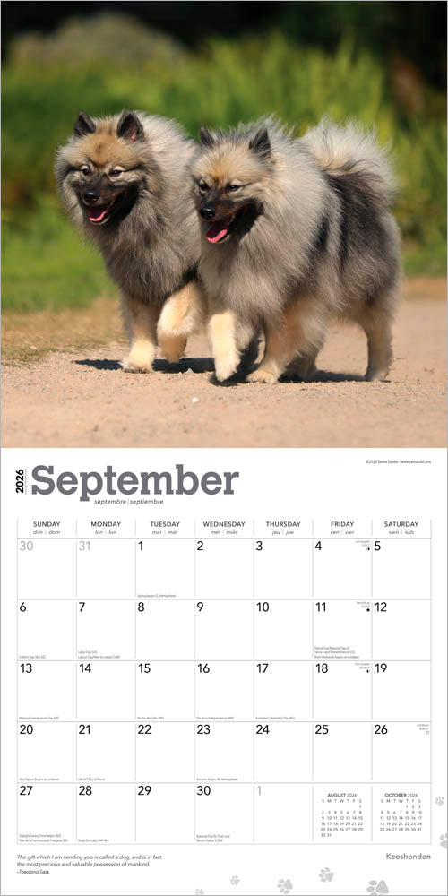 Keeshonden | 2026 12 x 24 Inch (Hanging) Monthly Square Wall Calendar