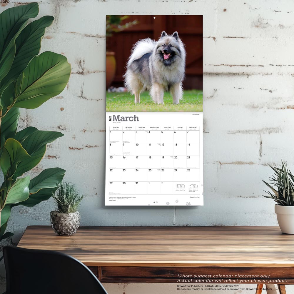 Keeshonden | 2026 12 x 24 Inch (Hanging) Monthly Square Wall Calendar