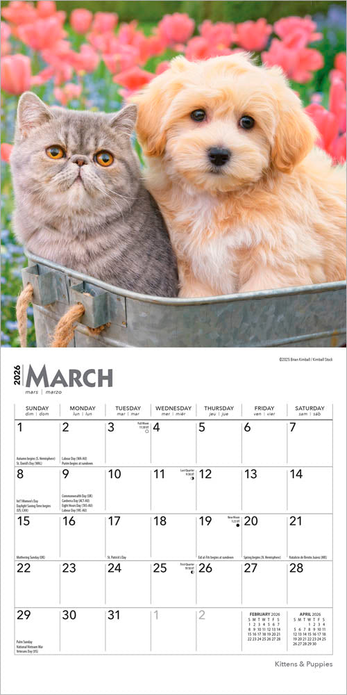 Kittens & Puppies | 2026 7 x 14 Inch (Hanging) Monthly Mini Wall Calendar