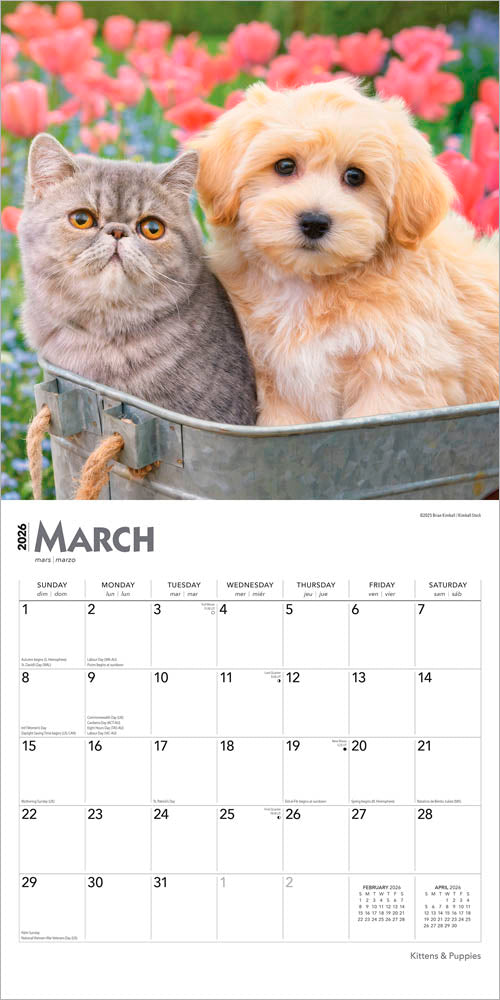 Kittens & Puppies | 2026 12 x 24 Inch (Hanging) Monthly Square Wall Calendar | Foil Stamped Cover