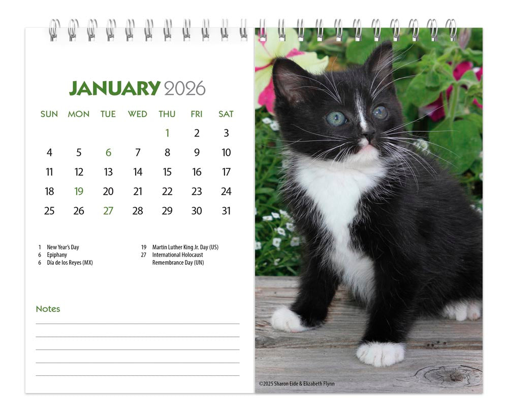 Kittens | 2026 7.5 x 6 Inch Monthly Double-View Easel Desk Calendar