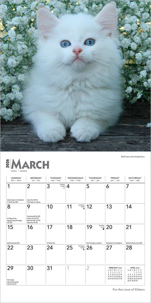 For the Love of Kittens | 2026 7 x 14 Inch (Hanging) Monthly Mini Wall Calendar