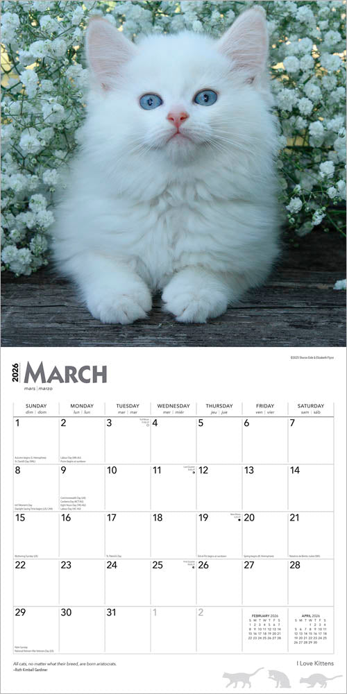 I Love Kittens | 2026 12 x 24 Inch (Hanging) Monthly Square Wall Calendar