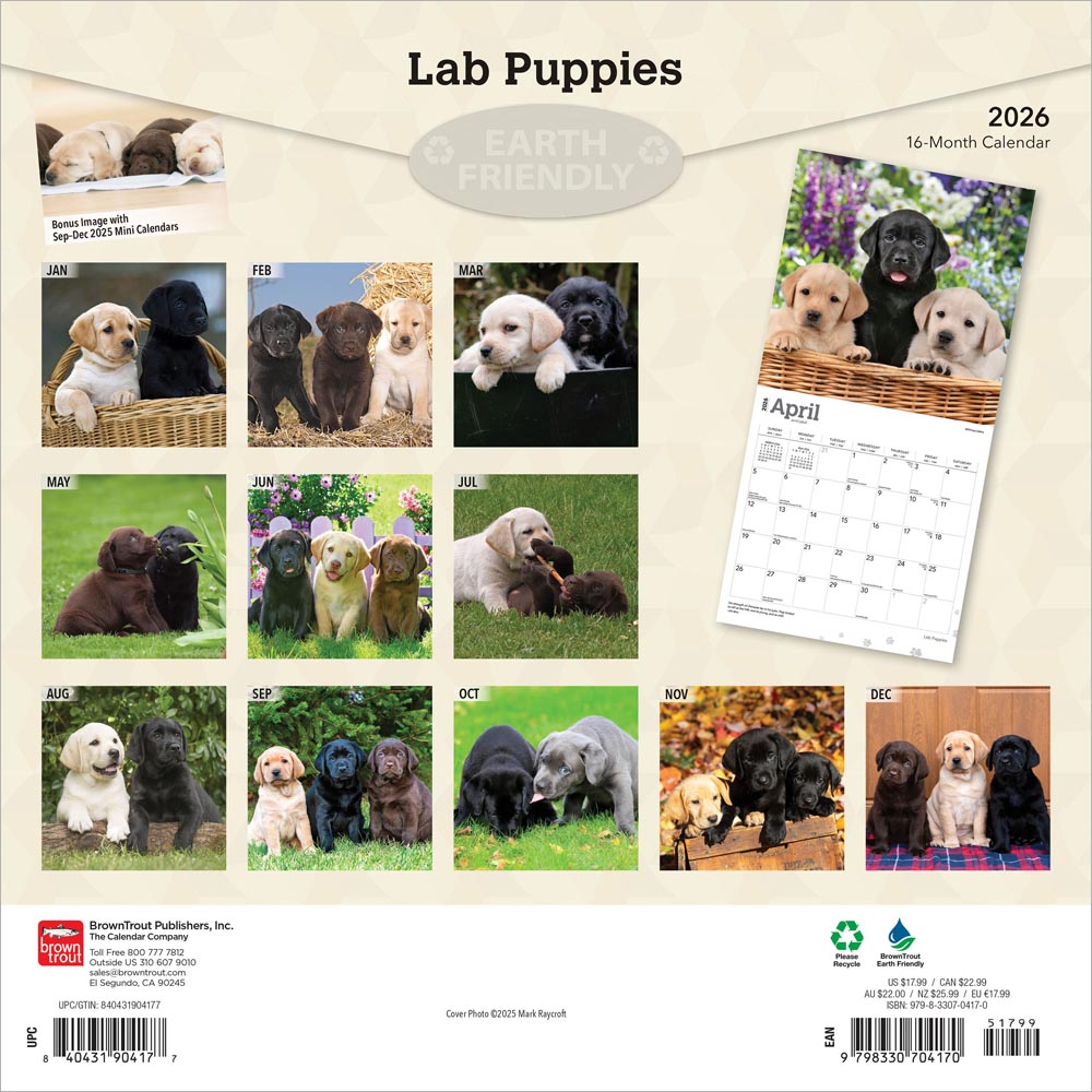 Labrador Retriever Puppies | 2026 12 x 24 Inch (Hanging) Monthly Square Wall Calendar
