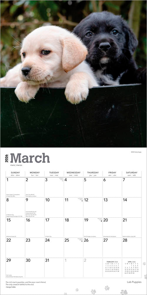 Labrador Retriever Puppies | 2026 12 x 24 Inch (Hanging) Monthly Square Wall Calendar