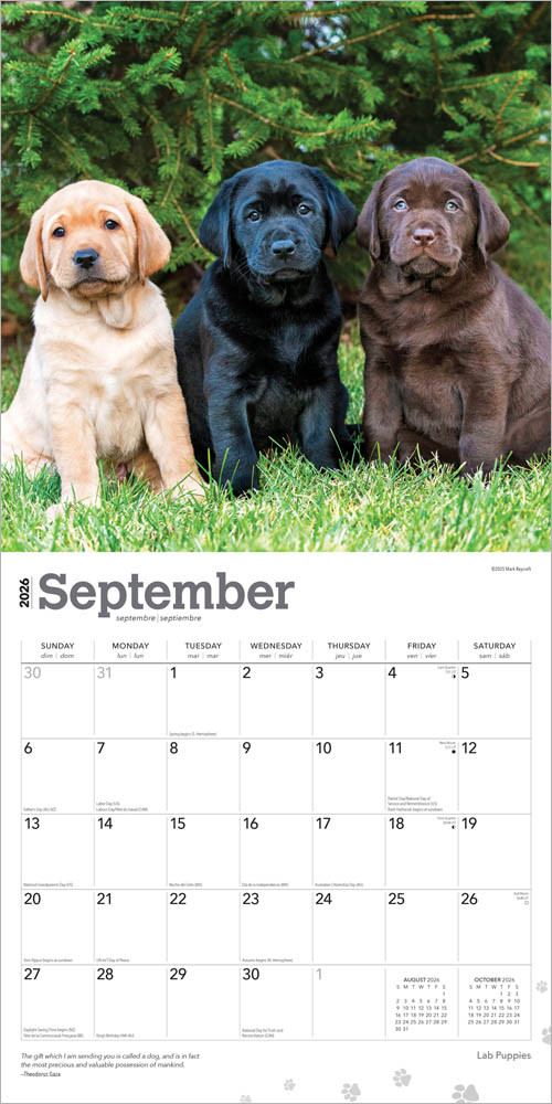 Labrador Retriever Puppies | 2026 12 x 24 Inch (Hanging) Monthly Square Wall Calendar