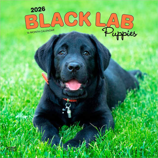 Black Labrador Retriever Puppies | 2026 12 x 24 Inch (Hanging) Monthly Square Wall Calendar