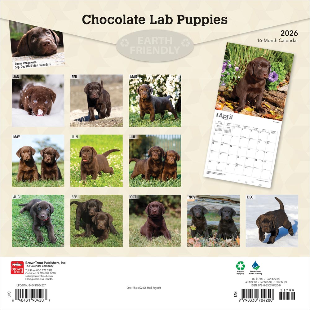 Chocolate Labrador Retriever Puppies | 2026 12 x 24 Inch (Hanging) Monthly Square Wall Calendar