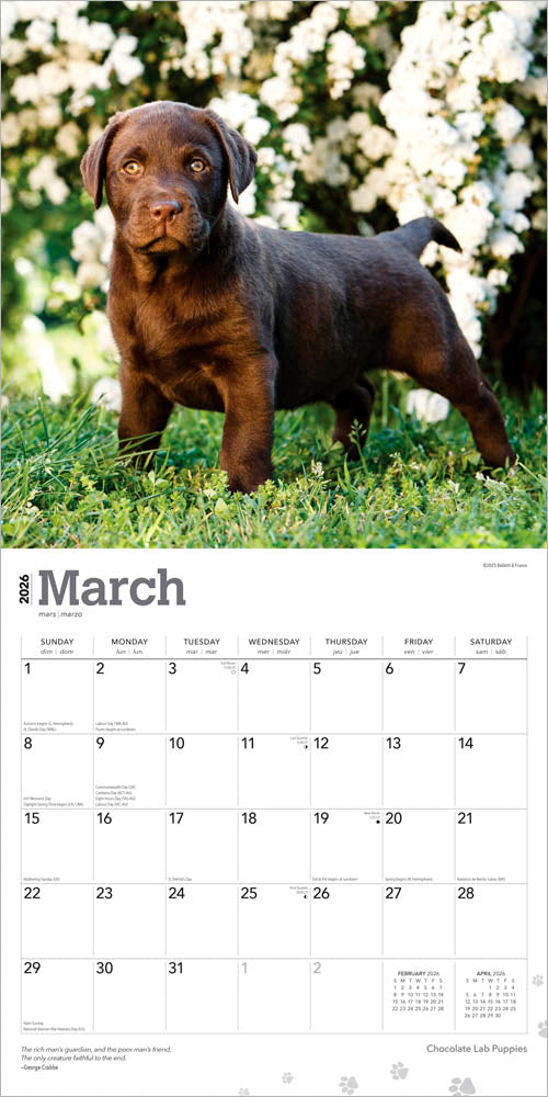 Chocolate Labrador Retriever Puppies | 2026 12 x 24 Inch (Hanging) Monthly Square Wall Calendar