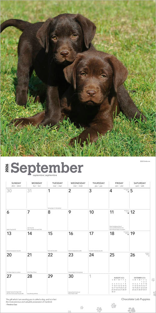 Chocolate Labrador Retriever Puppies | 2026 12 x 24 Inch (Hanging) Monthly Square Wall Calendar