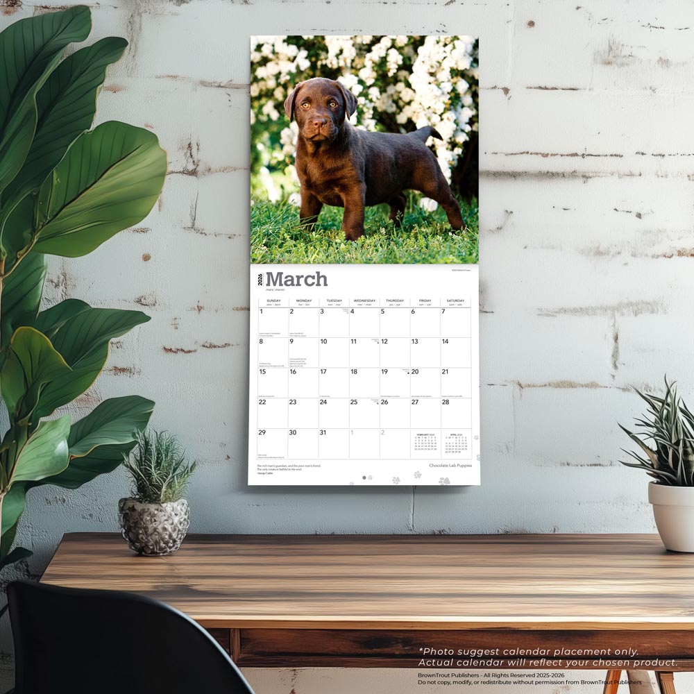 Chocolate Labrador Retriever Puppies | 2026 12 x 24 Inch (Hanging) Monthly Square Wall Calendar