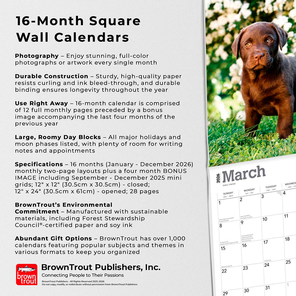 Chocolate Labrador Retriever Puppies | 2026 12 x 24 Inch (Hanging) Monthly Square Wall Calendar