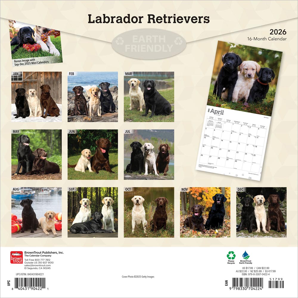 Labrador Retrievers | 2026 12 x 24 Inch (Hanging) Monthly Square Wall Calendar