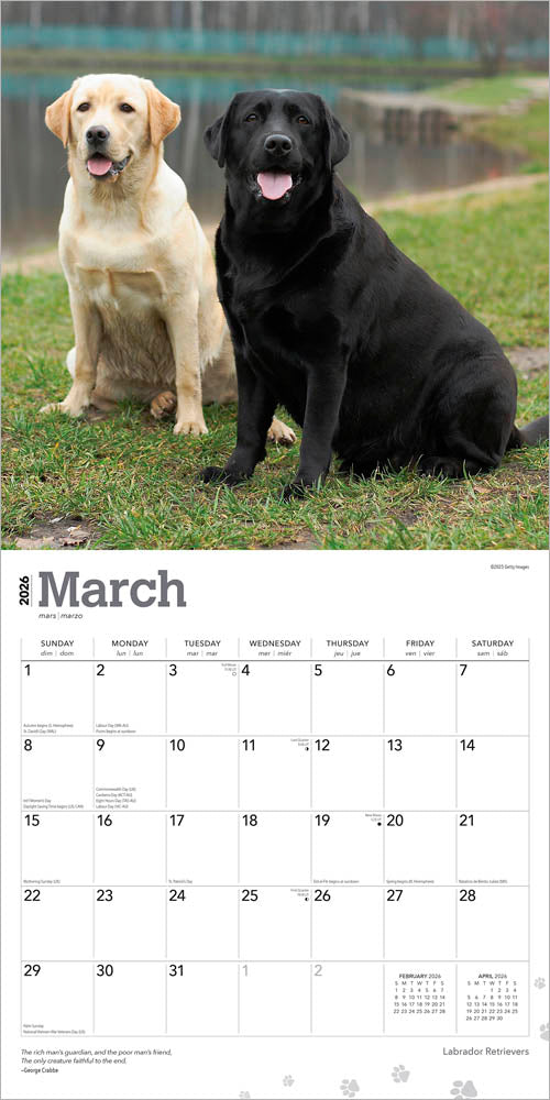 Labrador Retrievers | 2026 12 x 24 Inch (Hanging) Monthly Square Wall Calendar