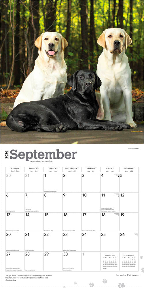 Labrador Retrievers | 2026 12 x 24 Inch (Hanging) Monthly Square Wall Calendar